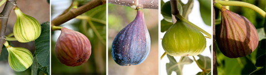 Variety of figs