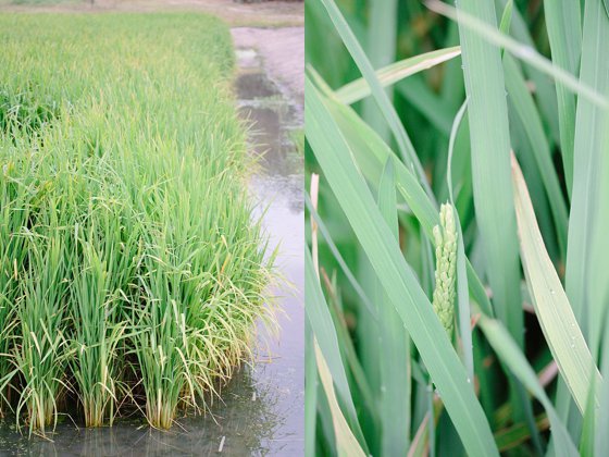 Rice field close-up at Babylonstoren