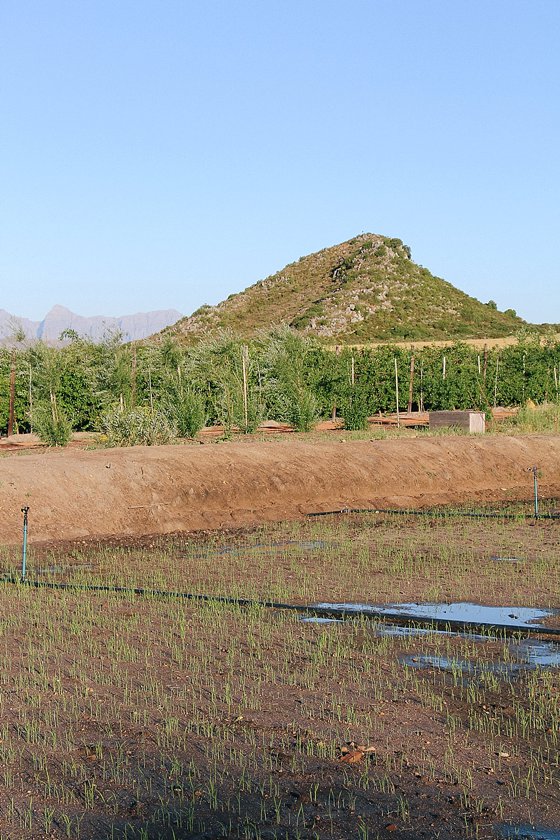 Early stages of the rice field at Babylonstoren