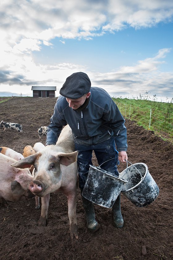 Farmer with a pig at Steensgaard, Denmark