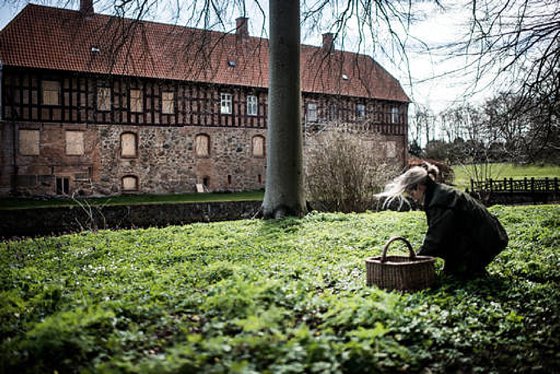 Skilled gardener picking fresh organic produce at Steensgaard Farm, Denmark