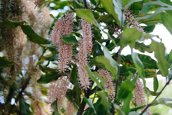 Pink Macadamia blossoms