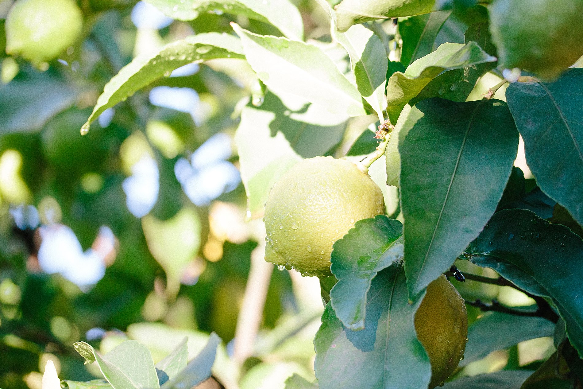 How to prune a lemon tree_0004