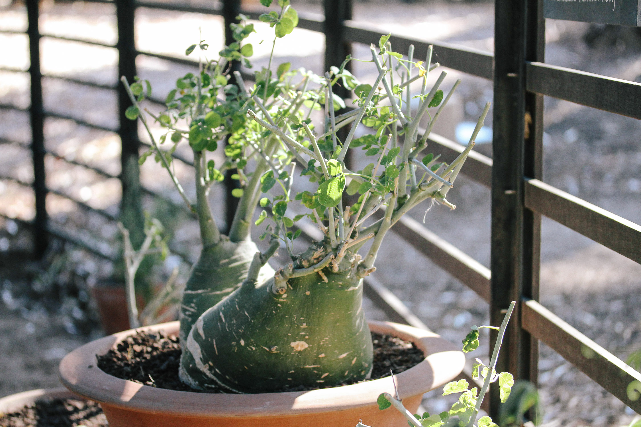 Bonsai plant  Desert Green Qatar