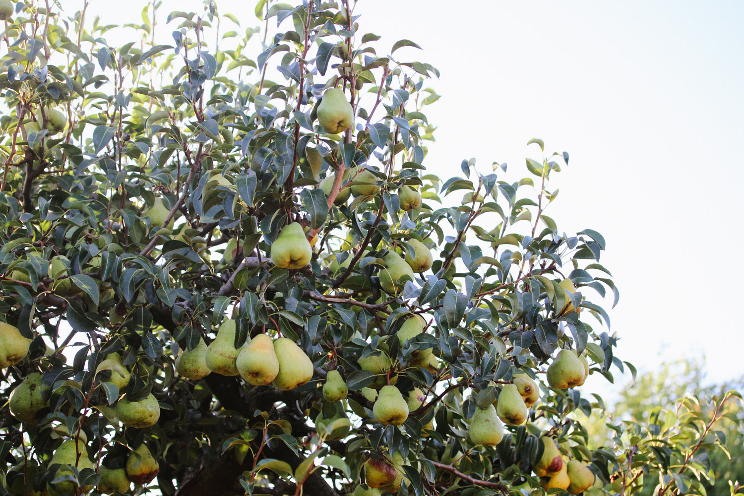 how-to-grow-pears-in-a-bottle-babylonstoren-blog