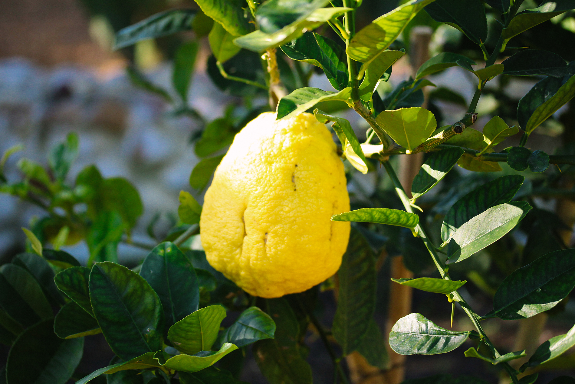 Rediscovering The Citron Fruit Tree Babylonstoren Harvests Its First 