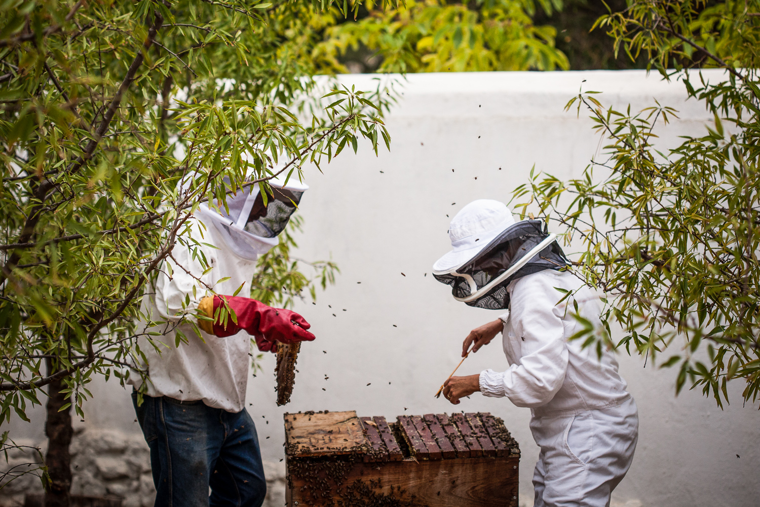 raw-honey-harvest