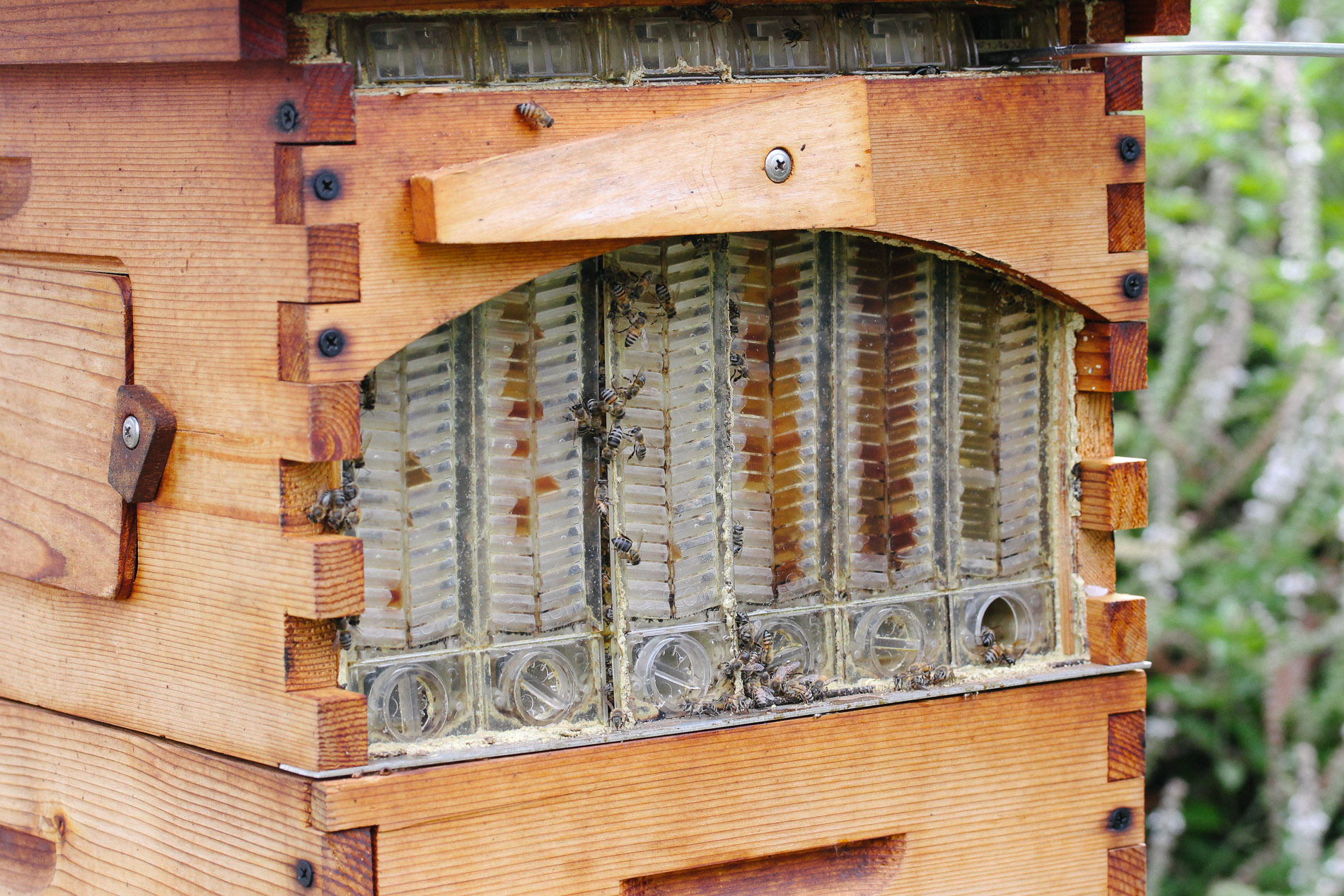 How do bees make honey? - Flow Hive EU