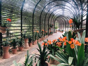 Babylonstoren clivias 1
