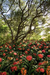 Clivia1