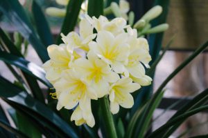 Clivias September 2016 sml 8