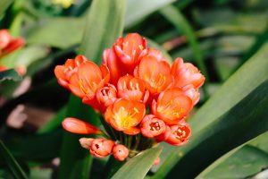 Clivias at Babylonstoren