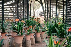 Clivias at Babylonstoren 10