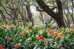 Clivias at Babylonstoren 3