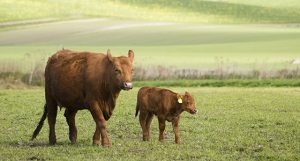 Livestock at Steensgaard Farm, Denmark