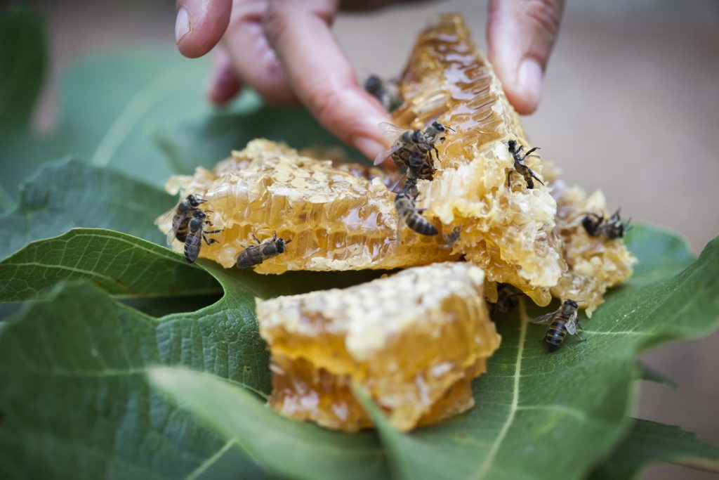 The Bee’s Knees Babylonstoren