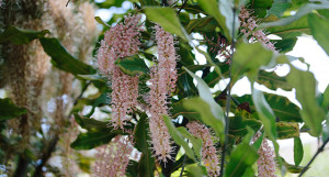 Flower of the Macadamia Tree