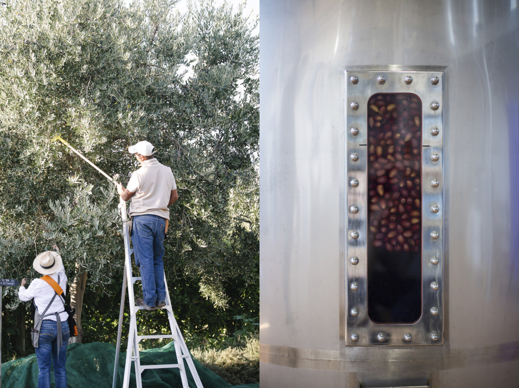 How to preserve olives babylonstoren