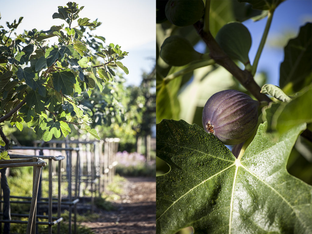 Adam And Eve Of Figs Babylonstoren Blog