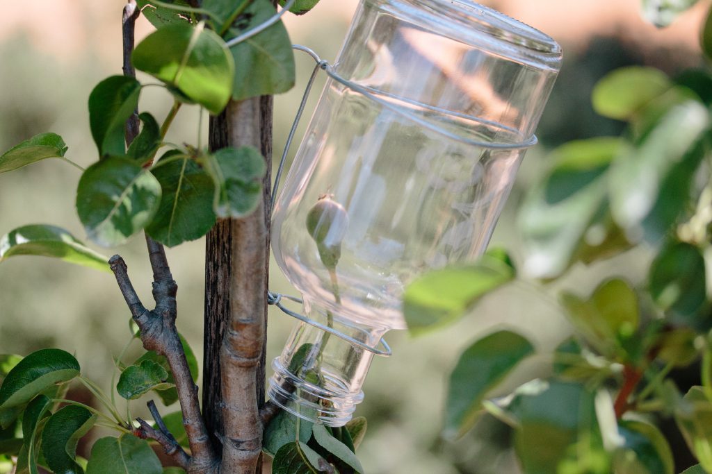 How To Grow Pears In A Bottle Babylonstoren Blog