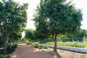Carob Tree