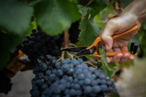 Babylonstoren Balsamic Vinegar 1