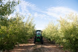 Growning Nuts at Babylonstoren