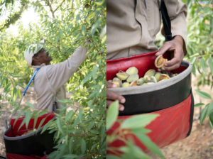 Harvesting almonds