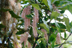 Macadamia Trees lrg 2