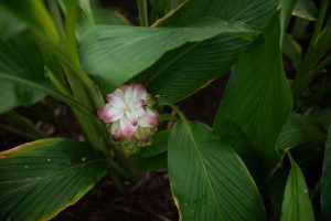 190125 Babylonstoren 037