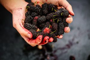 Fresh ripe mulberries