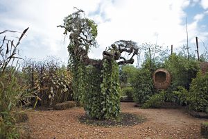 Weeping mulberry tree