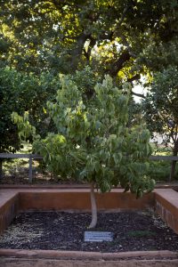 Shakespeare Mulberry