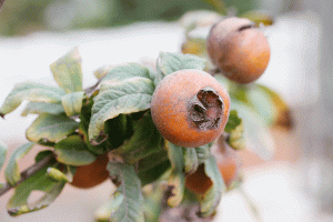 Medlar Babylonstoren Garden lrg 3 2