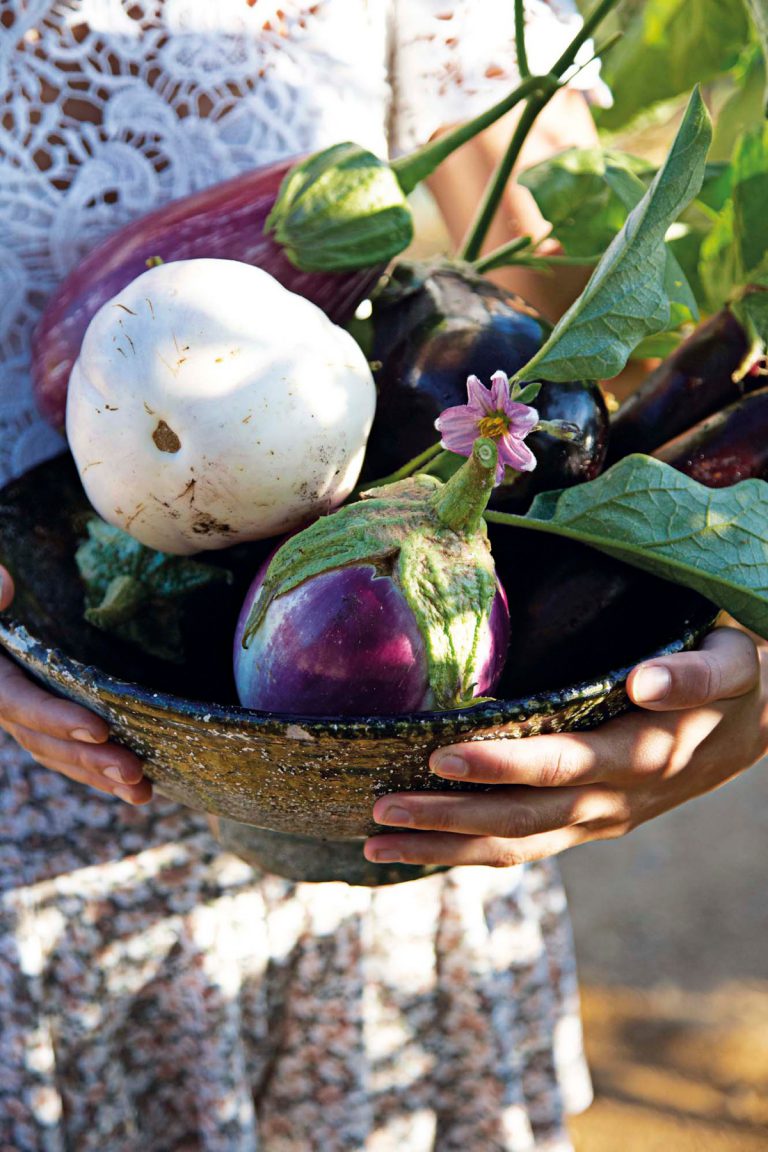 How to cook with aubergine Babylonstoren