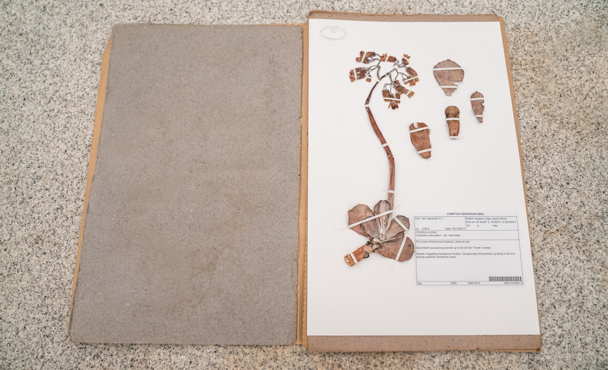 How To Press Plants to make a Herbarium Babylonstoren