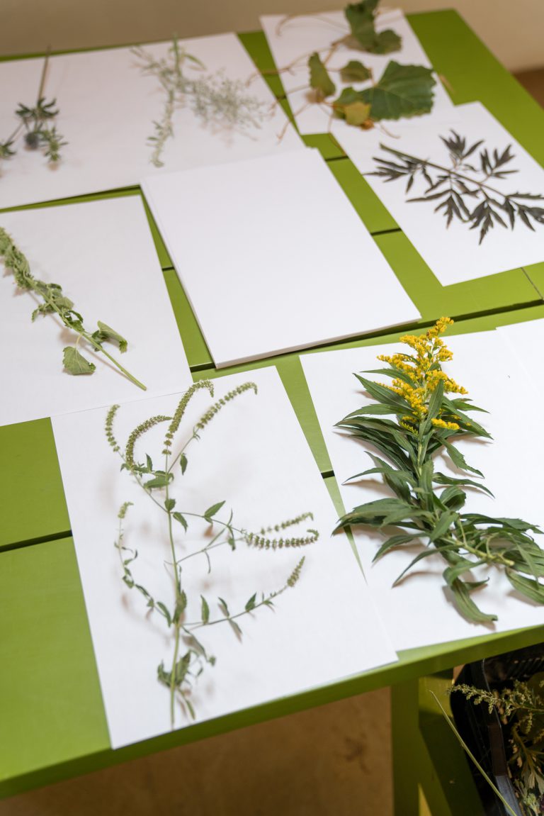 How To Press Plants to make a Herbarium