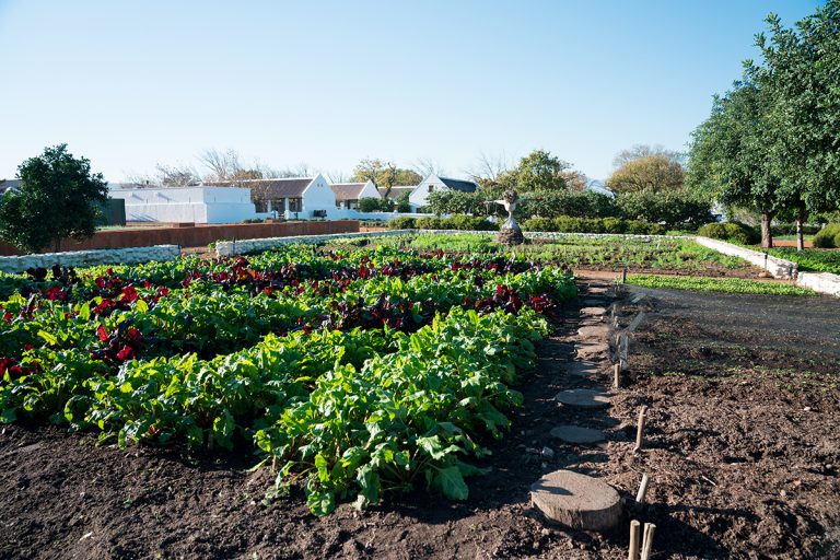 No Dig Construction Method We Dig the No-Dig Method | Babylonstoren