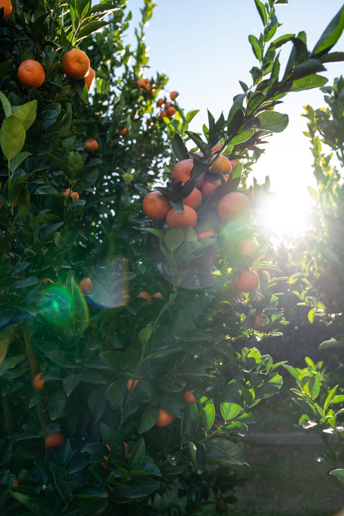 Mandarins or naartjies growing at Babylonstoren