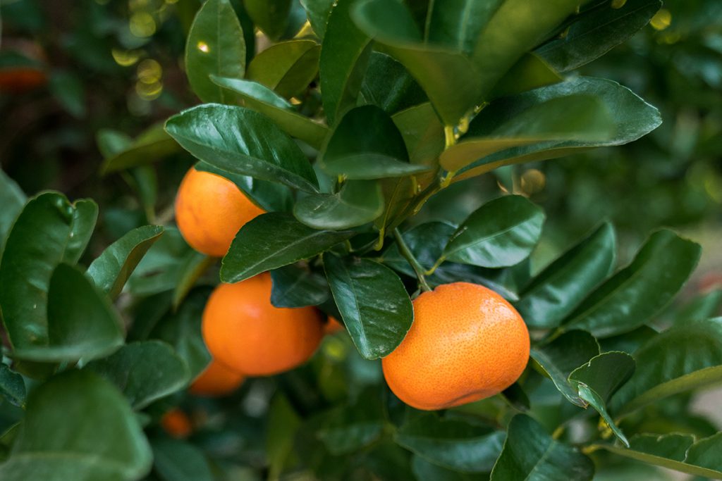 Mandarins or easy peelers growing at Babylonstoren
