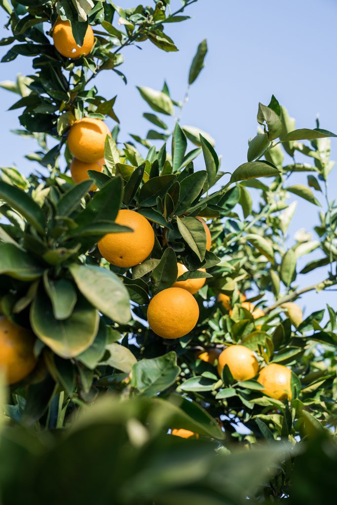 Valencia oranges in season at Babylonstoren