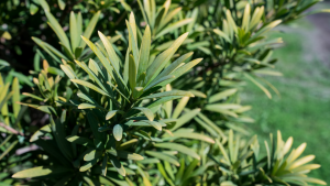 Breede River yellowwood tree (Podocarpus elongatus) | Geelhout boom