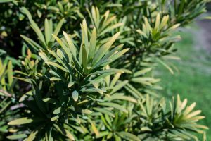 Breede River yellowwood tree Podocarpus elongatus