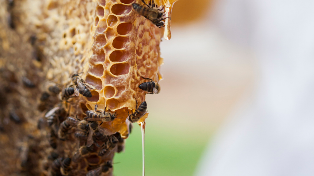 bees-honeybees-cape-honeybees-beekeeping-save-the-bees-pollination-south-africa-beekeepers