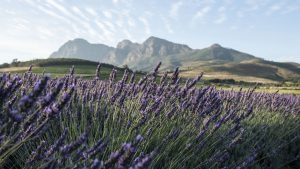 babylonstoren lavender fields