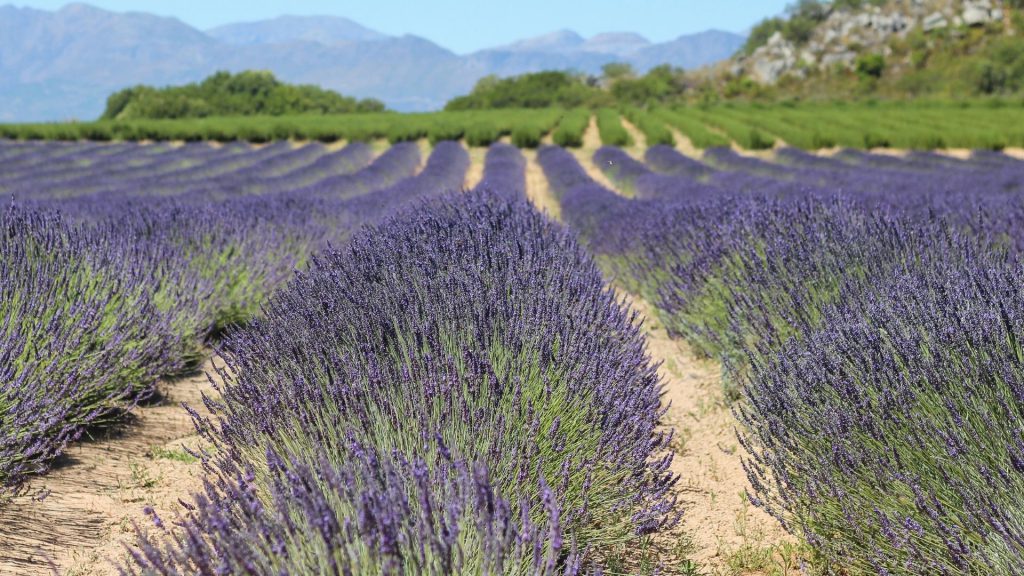 purple-reign-lavender-fields-at-babylonstoren-cape-winelands-south-africa-lavender-products-lavender-essential-oils-wellness-slow-living
