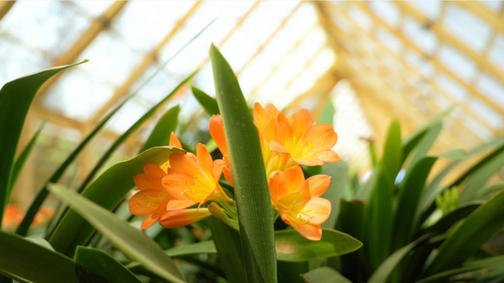 babylonstoren-workshops-2021-cape-winelands-cape-town-franschhoek-south-africa-things-to-do-in-franschhoek-beekeeping-gardening-learn-how-to-garden-clivias