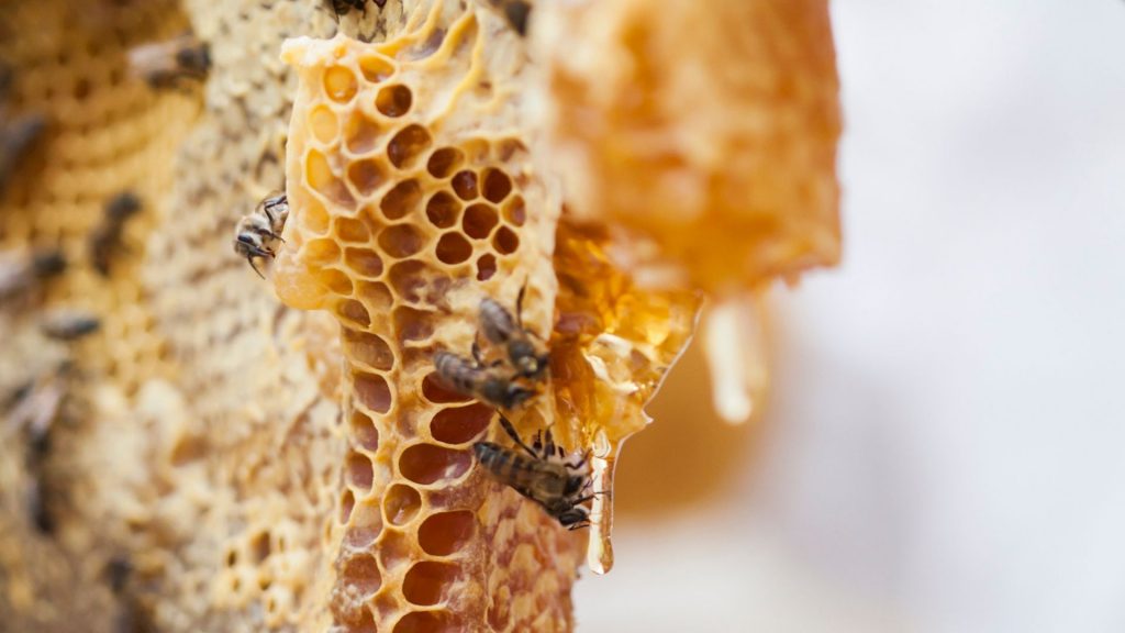 babylonstoren-workshops-2021-cape-winelands-cape-town-franschhoek-south-africa-things-to-do-in-franschhoek-beekeeping-gardening-learn-how-to-garden