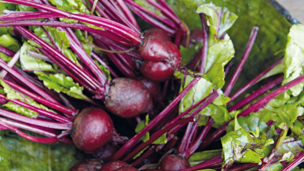 babylonstoren-workshops-2021-cape-winelands-cape-town-franschhoek-south-africa-things-to-do-in-franschhoek-beekeeping-gardening-learn-how-to-garden-seasonal-vegetables-farm-to-fork-farm-to-table