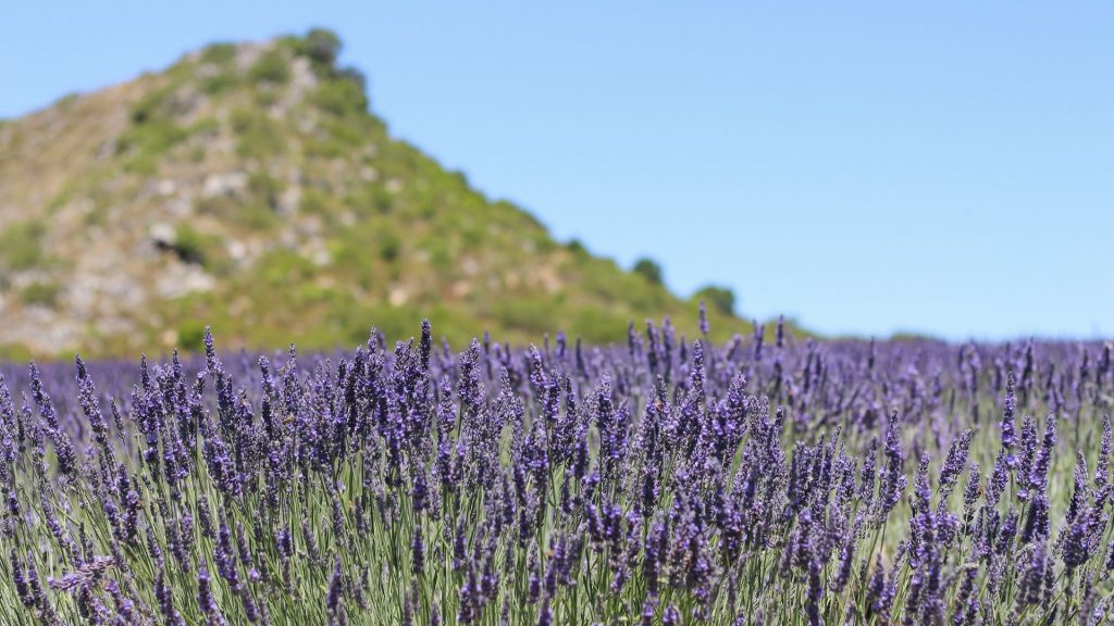 babylonstoren-workshops-2021-cape-winelands-cape-town-franschhoek-south-africa-things-to-do-in-franschhoek-beekeeping-gardening-learn-how-to-garden-gardening-lavender-essential-oils